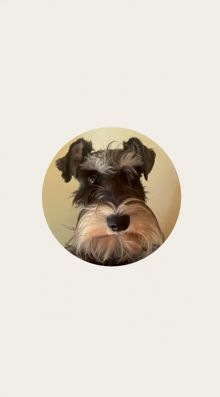 ⚠️迷子犬・チル【メインルーム】