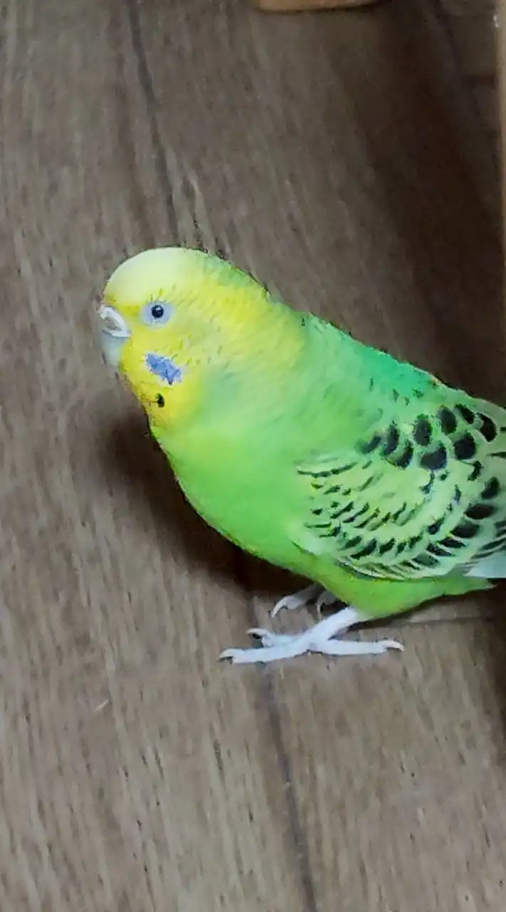 セキセイインコとインコが好きな方集まれ!