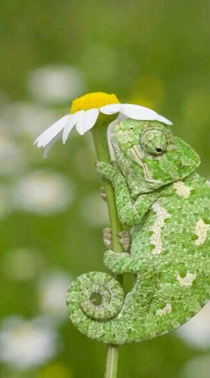 【九州在住者限定】爬虫類飼育者グループ🦎🐸🐊🐢🐍