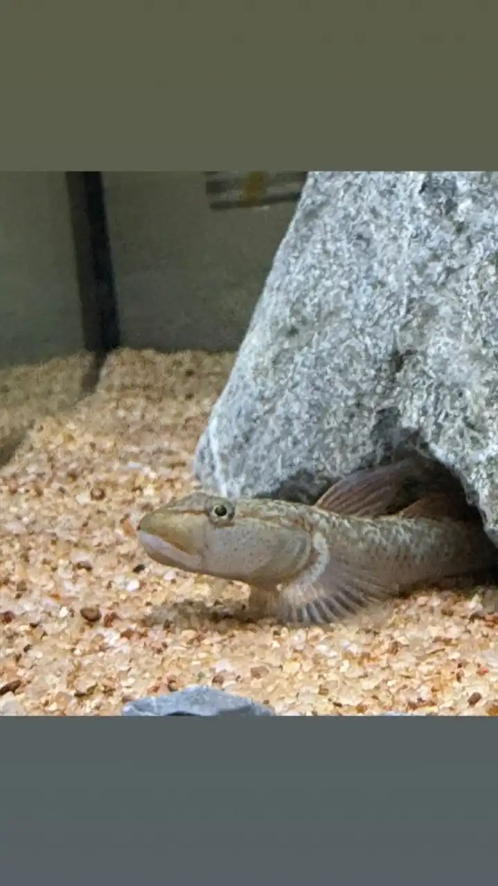 魚の話がしたいおぷ