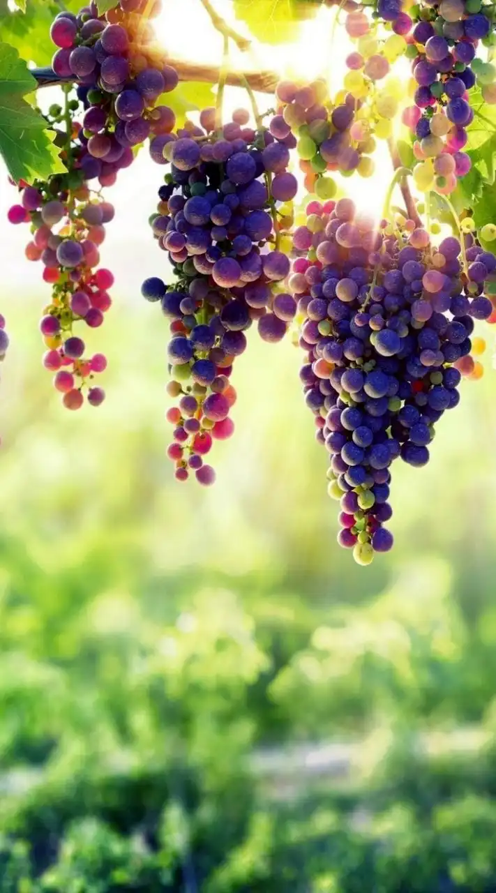 好きな音楽共有🎵🍇