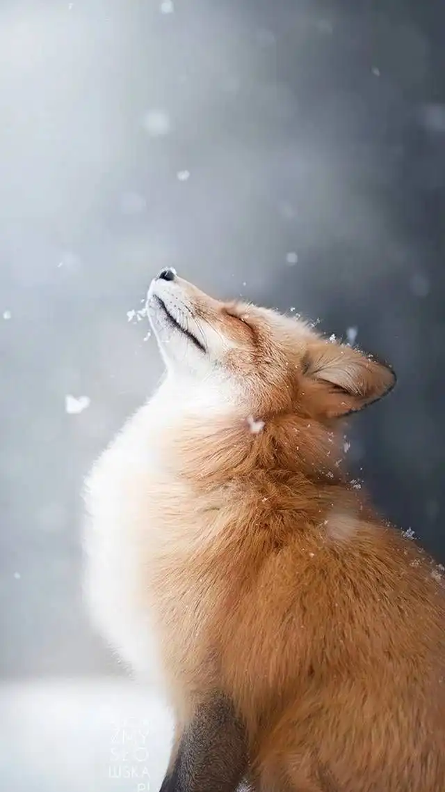 自由な原神オプ