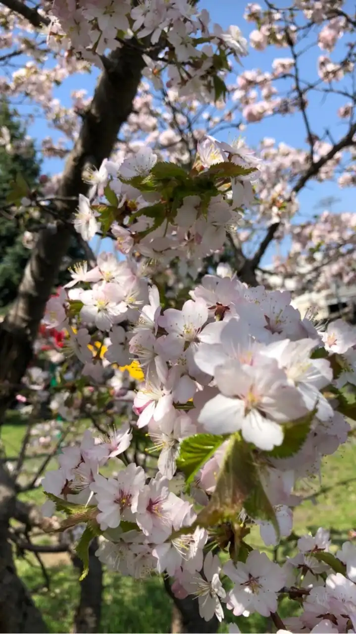 🌸障がい者グループホーム🌸