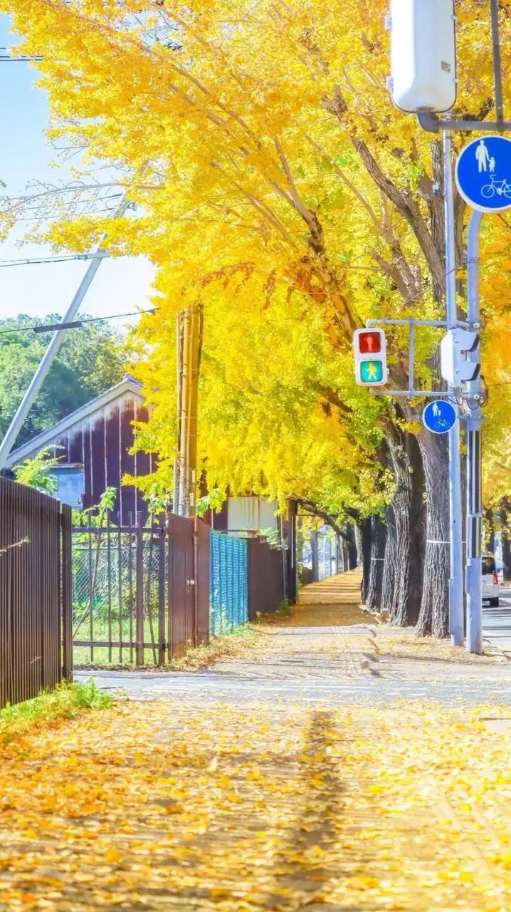 🐈宮城県大崎市 愉快な仲間たち🐾