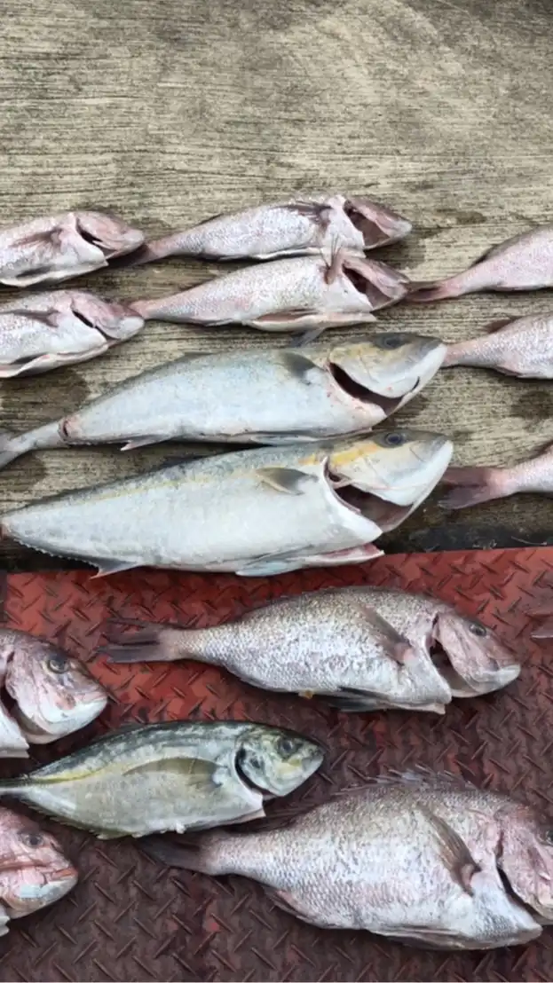 海上釣堀みん釣り