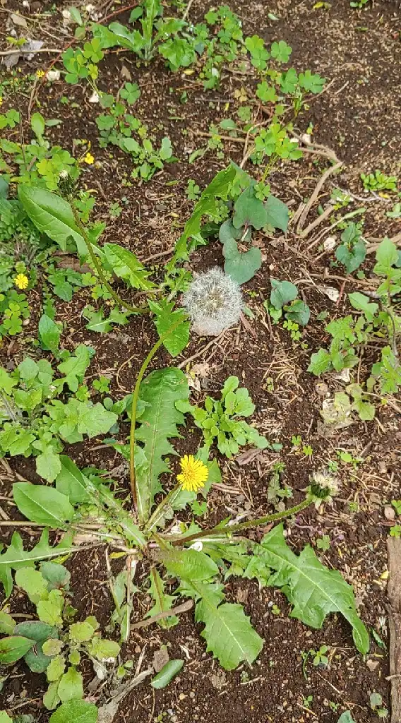 双極性障害おぷちゃ