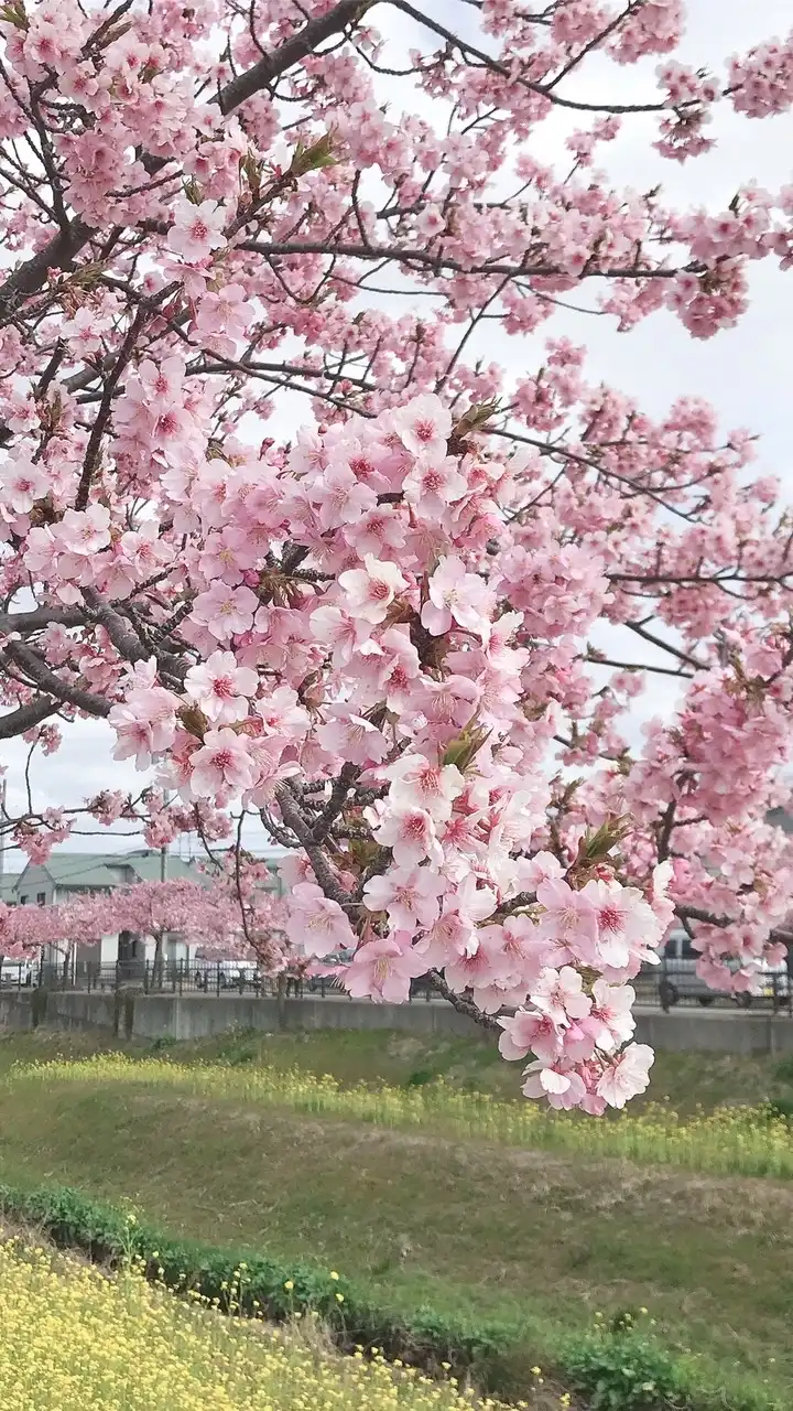 パパ&ママ会🌸　愛知三河地区限定