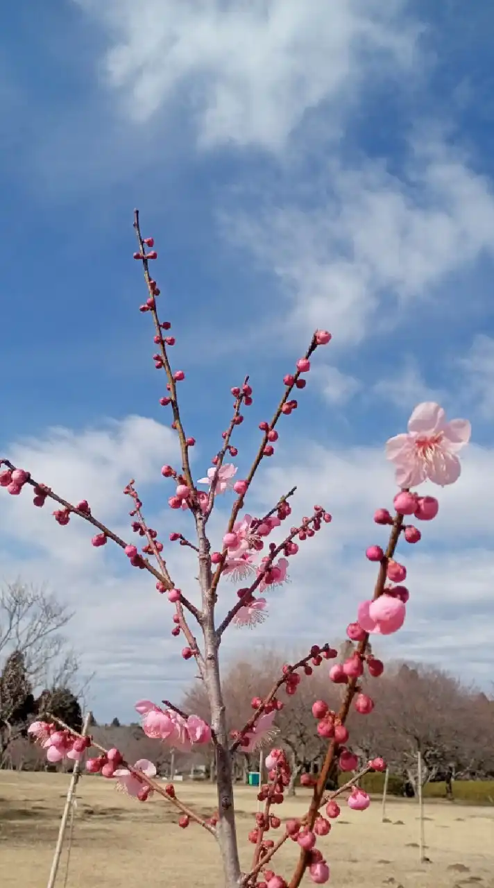 [千葉市] 土気で語ろう🌲