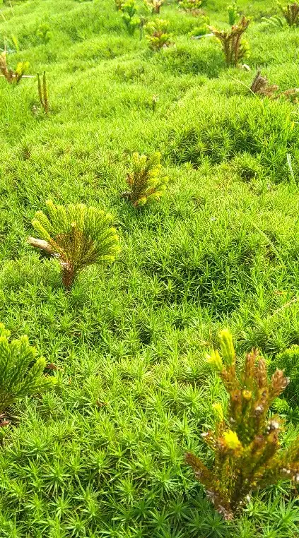 知らない花、木、キノコ、虫などの名前を教えてもらえる部屋（登山）