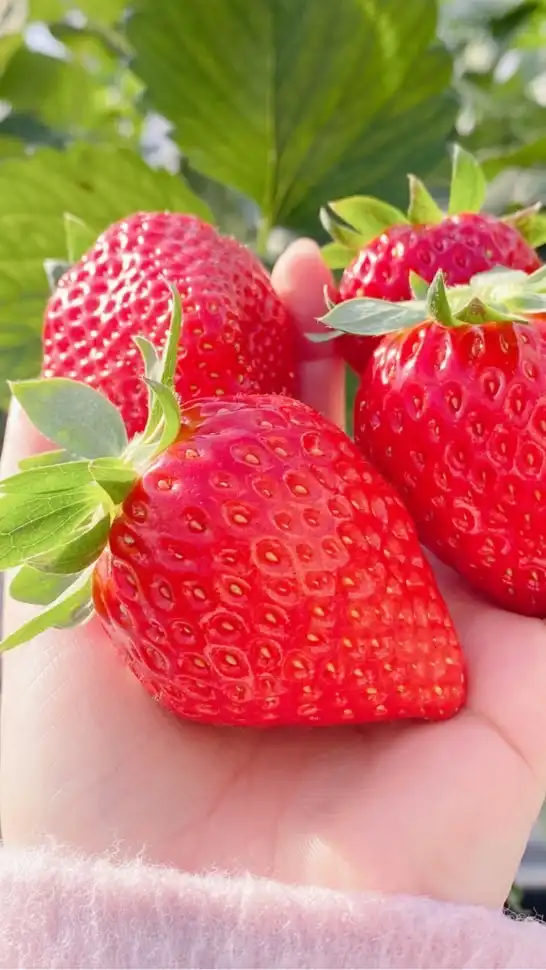 strawberry🍓(会員制インフルエンサーグループ)