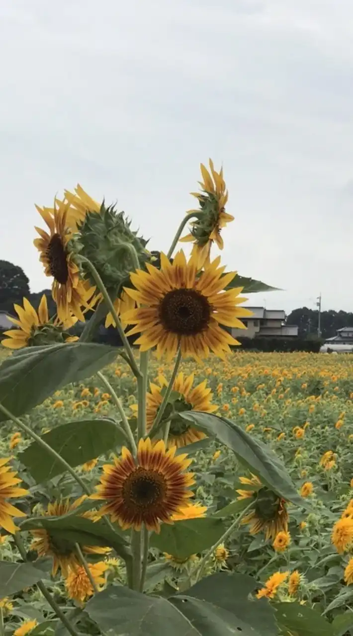 鬱でも何でも話しましょう