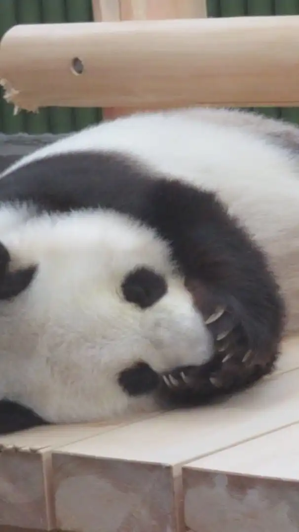 醜形恐怖症