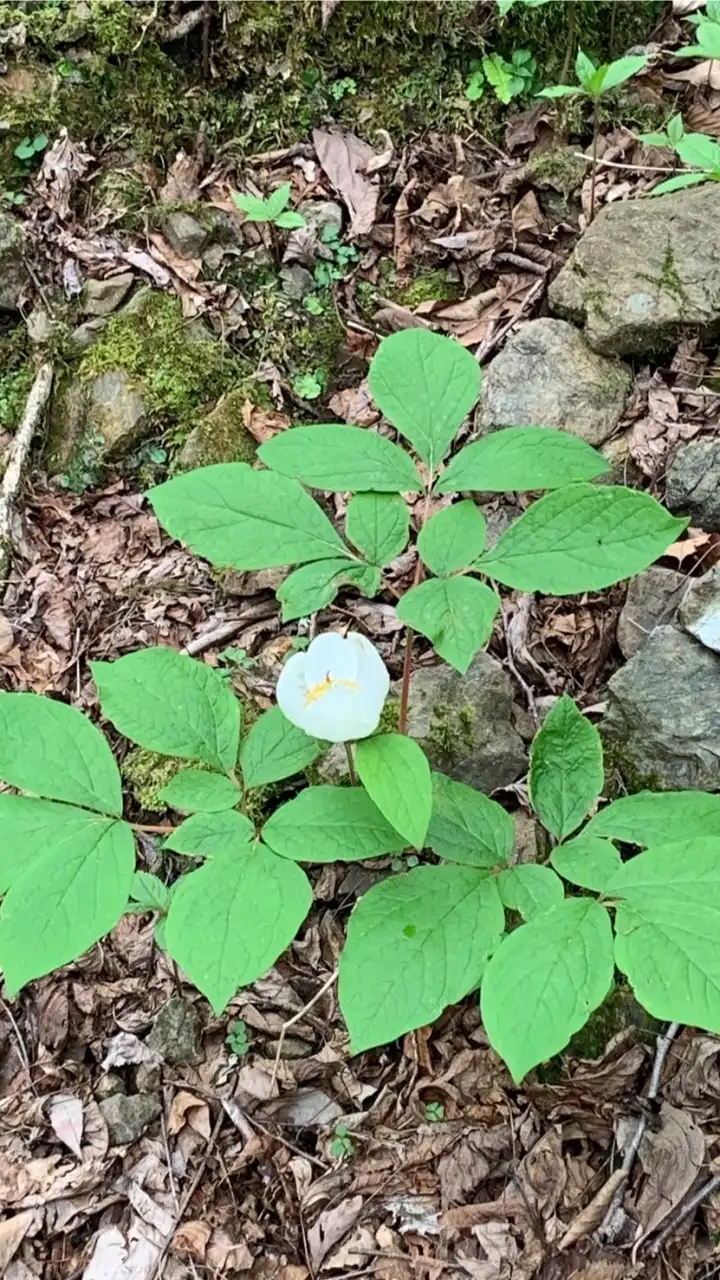 近江里山歩こう会
