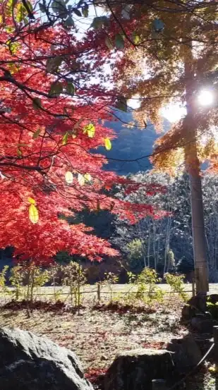 関東御朱印巡り【神社仏閣好き】(雑談多め、ダジャレあり)