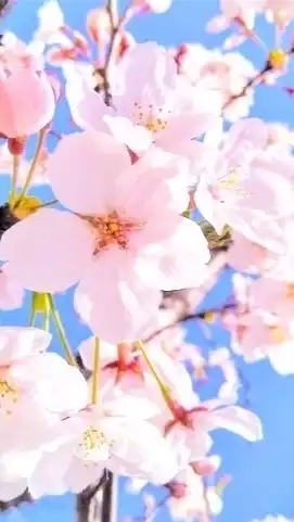 CF統・企画室合同　春のフォトコンテスト