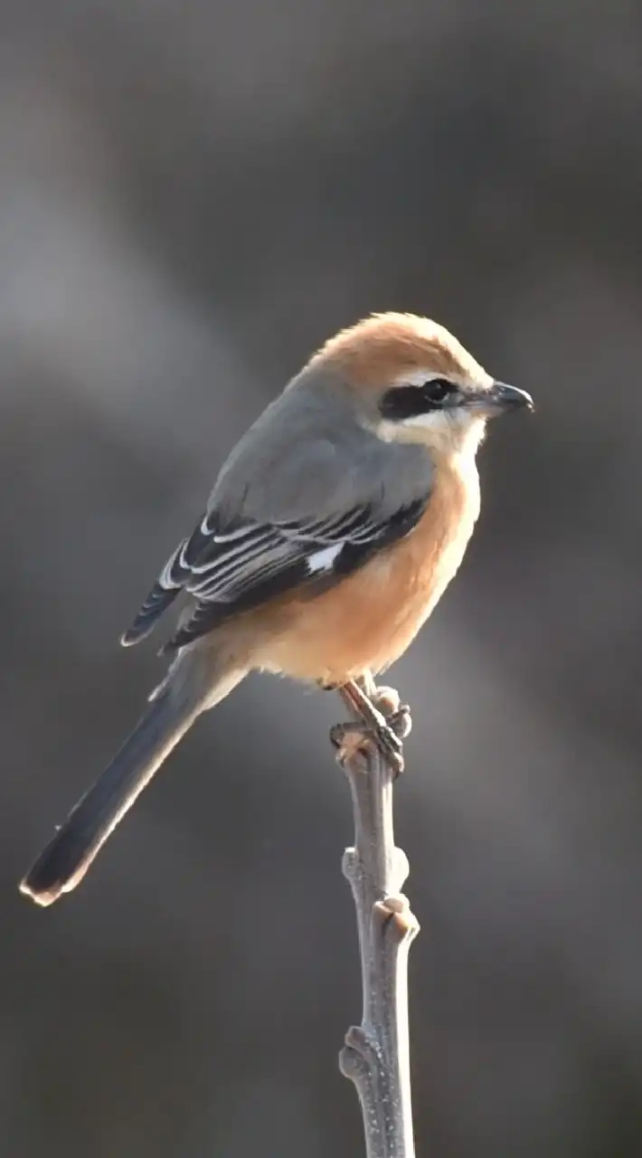 野鳥を撮ろう(^-^)/ボチボチですが(^_^)