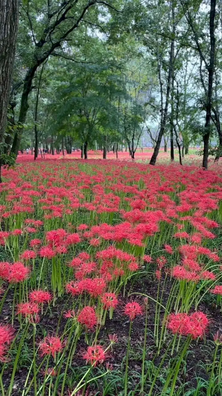 「日本の風景」 風景写真、カメラが好きな人