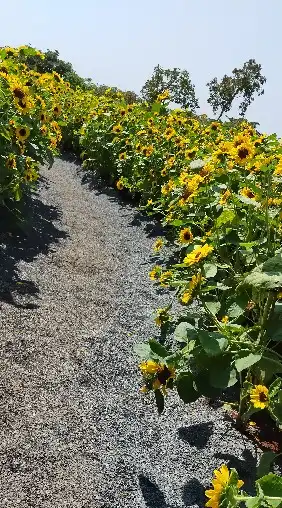 ベトナム暮らし