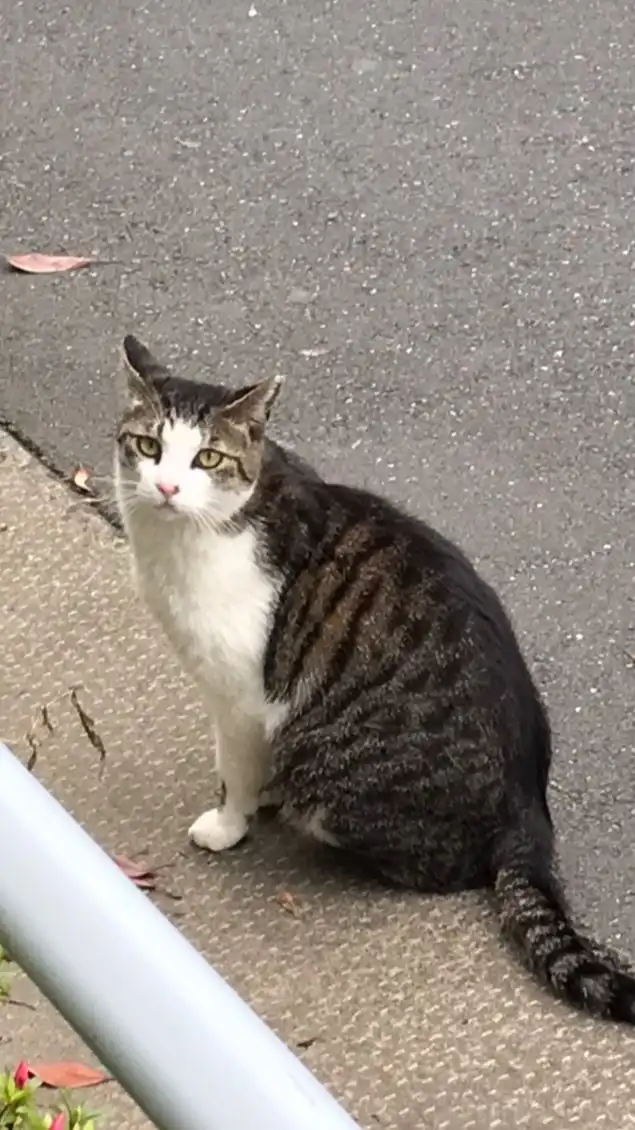 猫好きの集い🐱