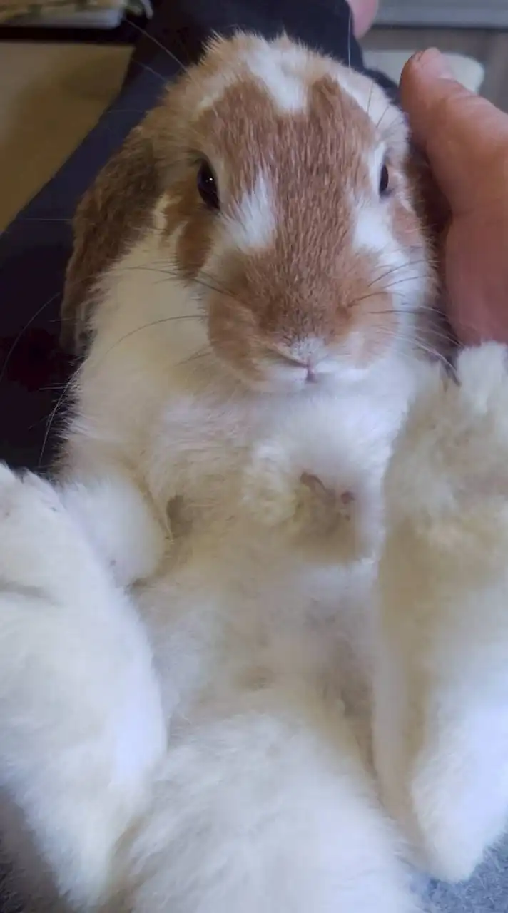 うさぎカフェ