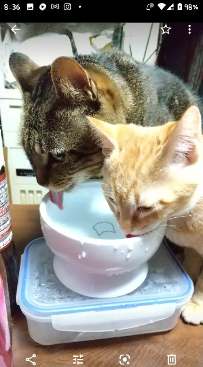 猫飼ってる人