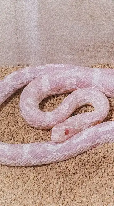 🐍コーンスネーク飼ってる方専用໒꒱· ﾟ