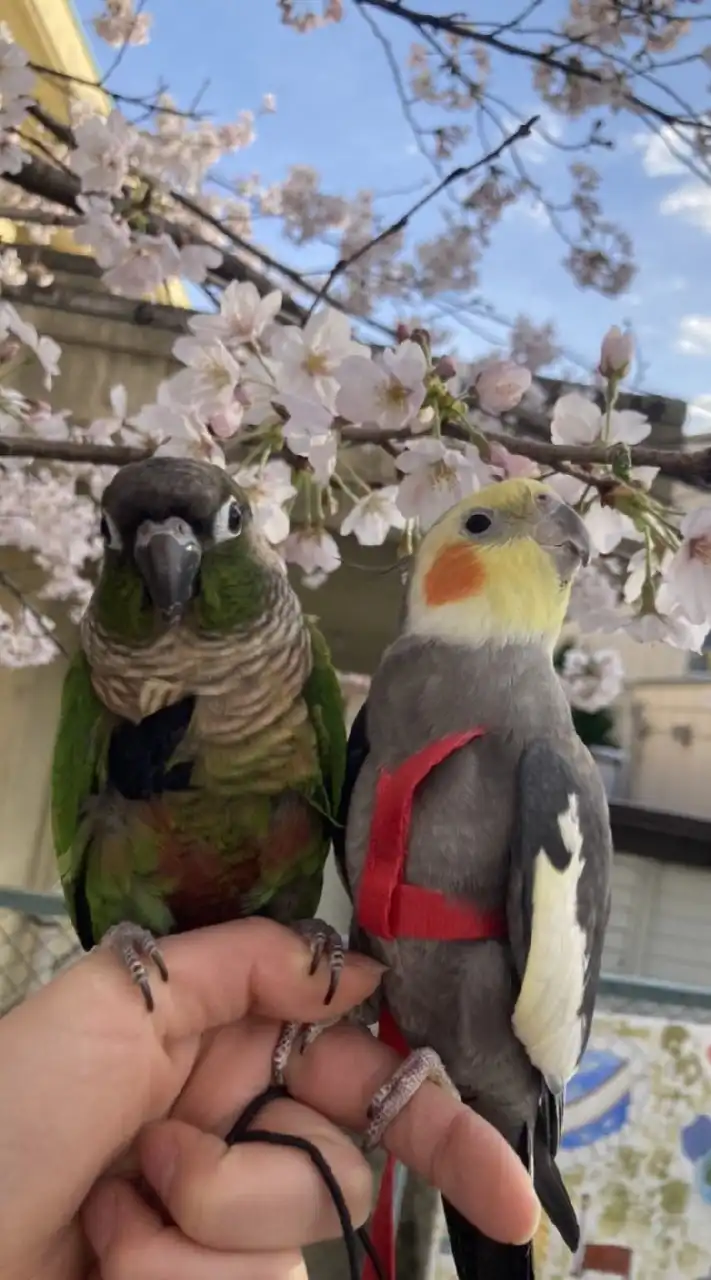 🏮🦜居酒屋インコ🦜🏮(楽しく鳥と自然オプチャ雑談OK🍺規約・和をもって貴しとなす🍺)