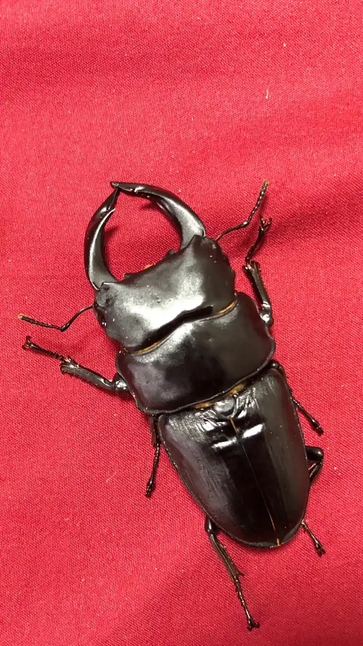 クワガタ・カブトだーいすき😍💕虫部🐞