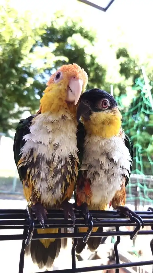 シロハラインコ好きの雑談ルーム