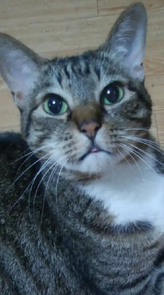 ほぼ無言 猫の写真