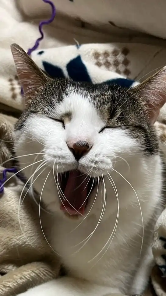猫の写真、動画編集 studio cats