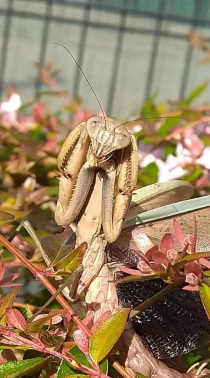 マンティス同好会