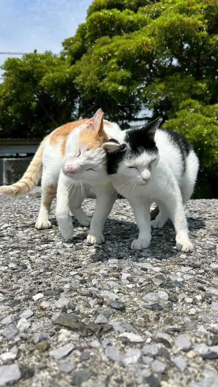 猫の部屋🐱　猫好きさんいらっしゃい✨