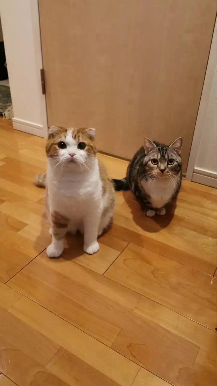 つみれうにの歓談部屋