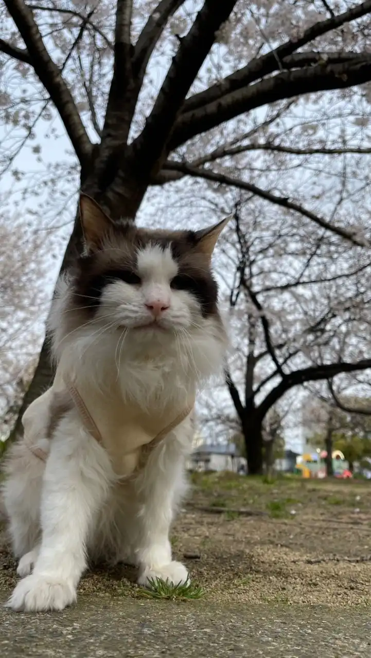 猫日和🐈‍⬛⚠️犬猫の病、躾相談⚠️※雑談あり
