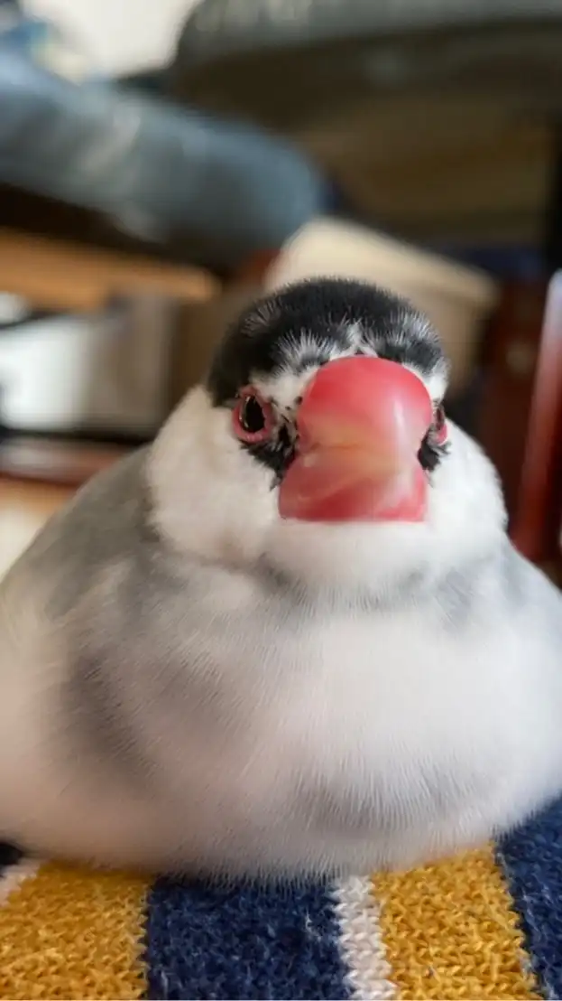 文鳥の写真を貼ると文鳥の写真が増えるだけの部屋