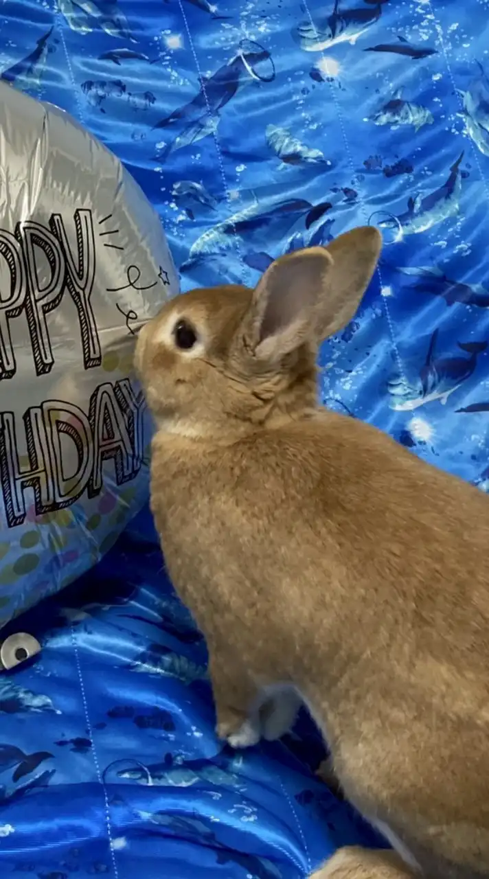うさぎの画像あげるだけのチャット