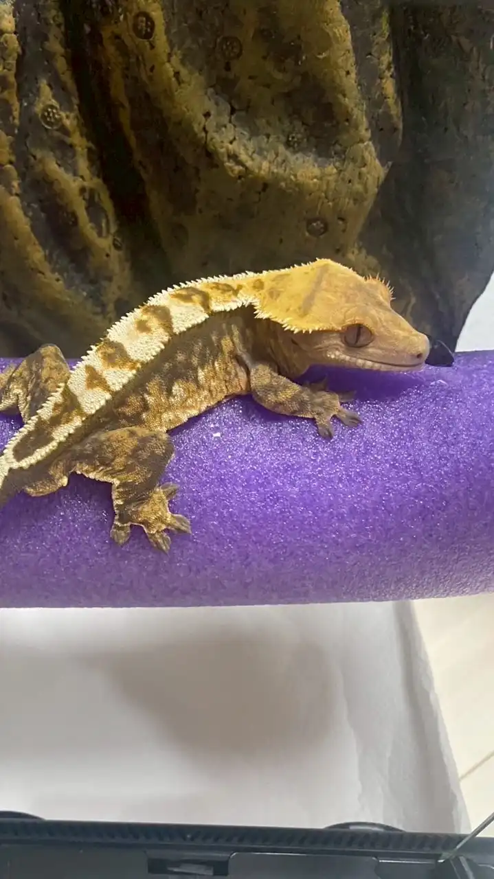 爬虫類＆エキゾチック好き集合