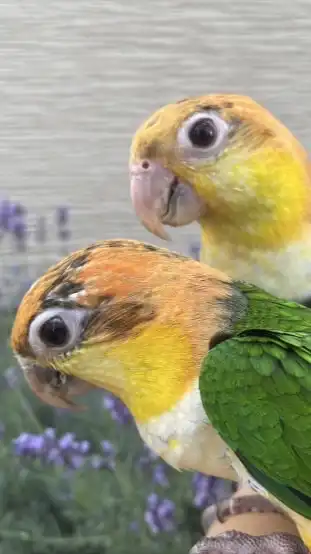 シロハラインコ好きの雑談ルーム