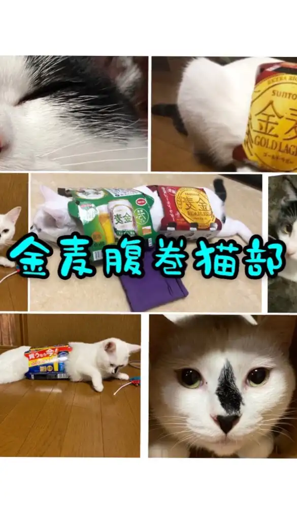 金麦腹巻猫部