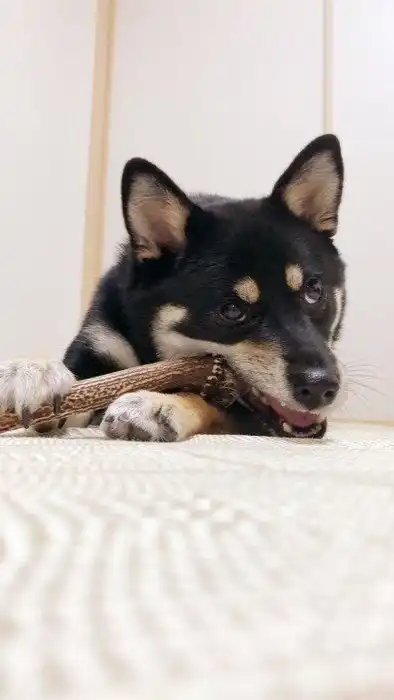 犬の手作りご飯シェア部屋