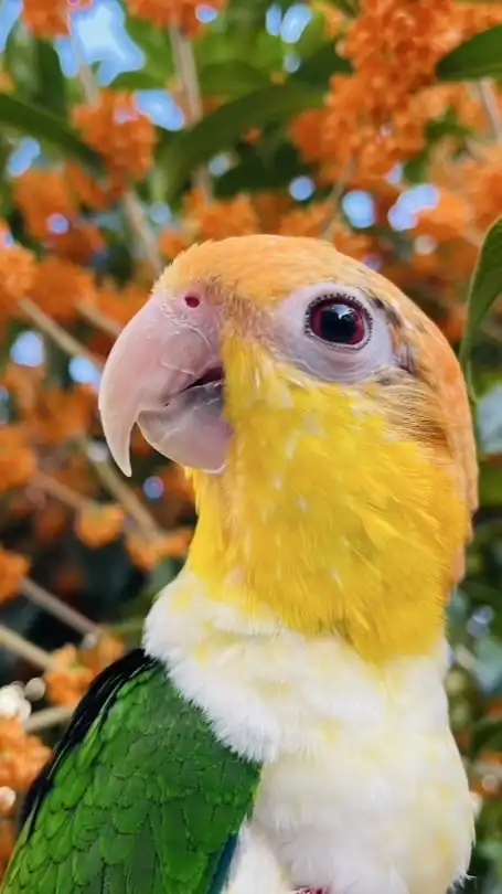 シロハラインコ好きの雑談ルーム