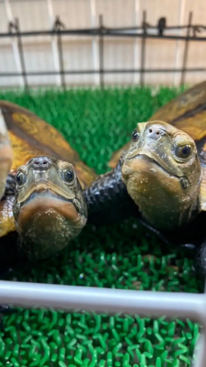 集まれ！亀好きたち🐢