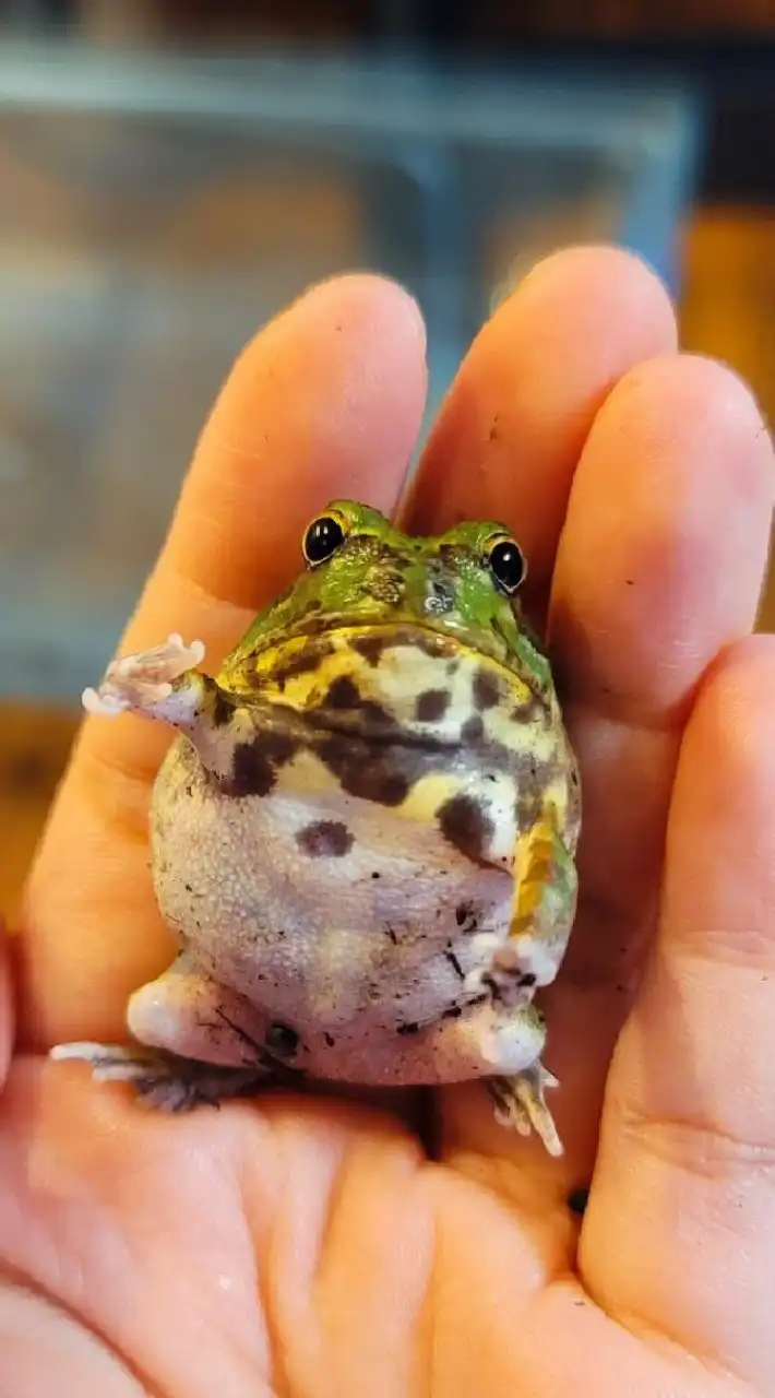 カエル飼育🐸