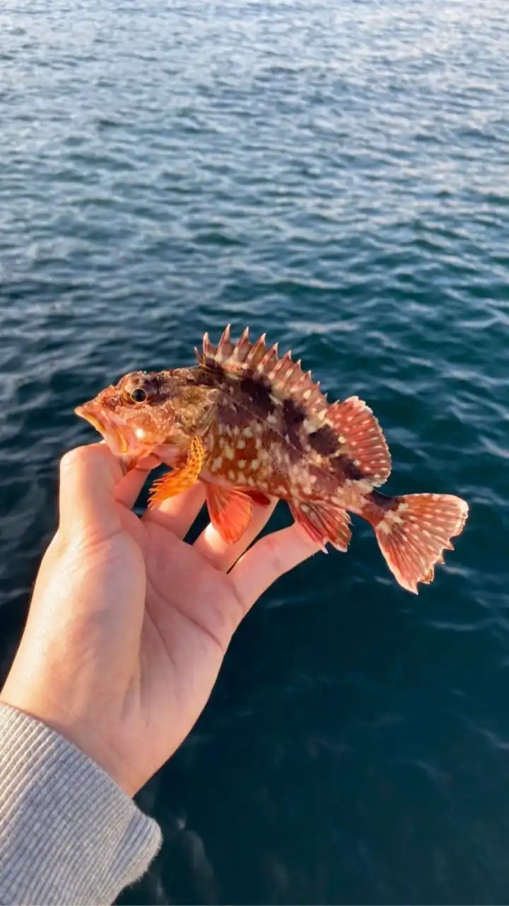 釣り、ガサガサ、生物採集、生き物好きが集まる会