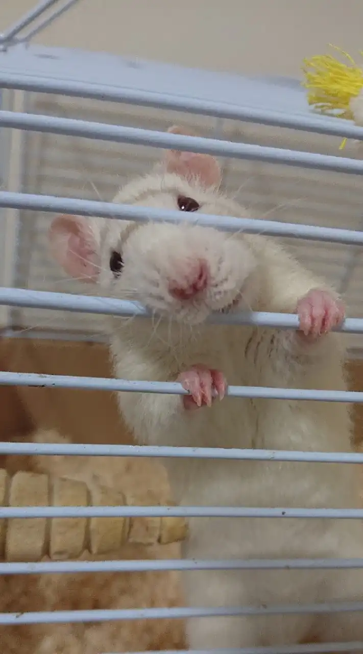 ファンシーラット飼いさん