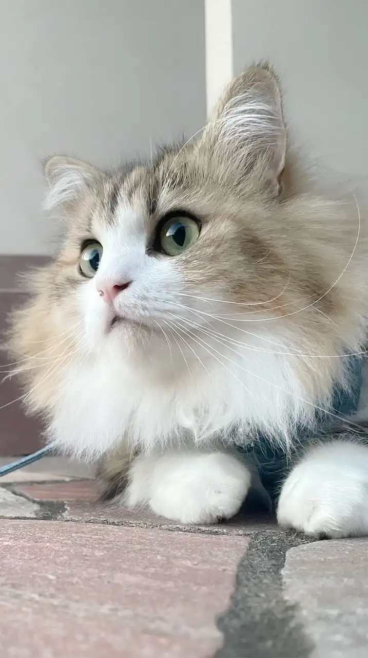 猫好きさんの集いの場