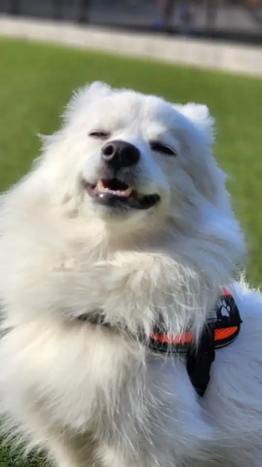 日本スピッツ（🐶ワンワンッ！🐶）愛してる💕