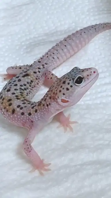 爬虫類＆エキゾチック好き集合