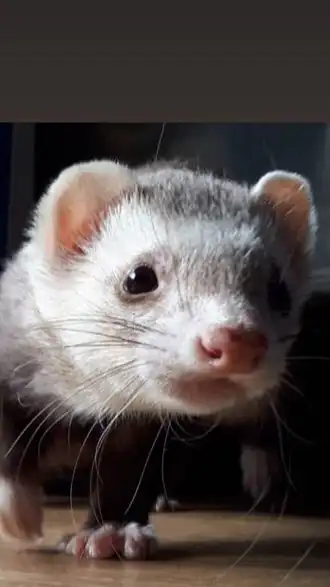 フェレットの主たち！